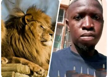 3 lions m@uled to d£ath a game reserve keeper, leaving only his skull and bones