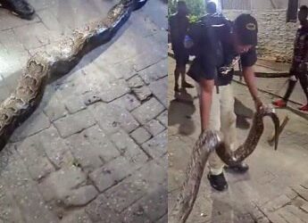 Lagos residents k!ll python in their estate (VIDEO)