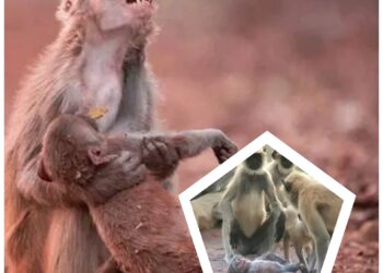 List of animals that mourn death of their loved ones and bury them like human beings (PHOTOS)