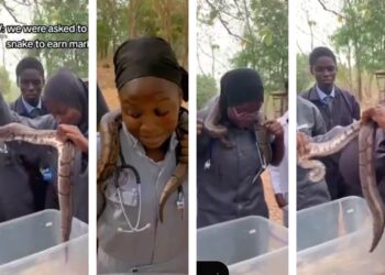 Lecturer asks vet students to handle a live snake or risk carryover (VIDEO)