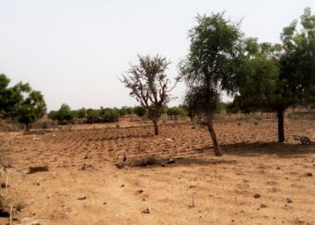 Innovation key to tackle Nigeria’s deforestation, desertification challenges–Minister