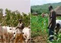 Oyo Farmers Lament Lack of Incentives Despite Government Efforts, Raise Alarm Over Herdsmen Attacks