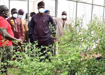 Oyo Farmers Reap Benefits as Agriculture Ministry Details Landmark Achievements